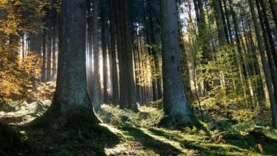 dr3vil - Wbrew pozorom otwarcie lasów i parków jest dla przedsiębiorców bardzo istotn...