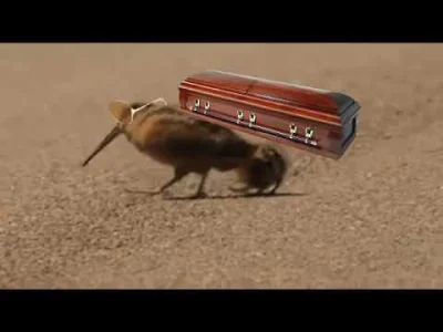 starnak - @starnak: Casket Bird Meme (Ghana Pallbearers)