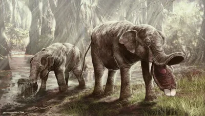ZOOlogiczna - Platybelodon to daleki krewny dzisiejszych słoni. Żył w epoce miocenu, ...