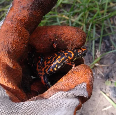 Opornik - Spód jak salamandra. Co ciekawe, przestraszona zwija się w odwrócony koci g...