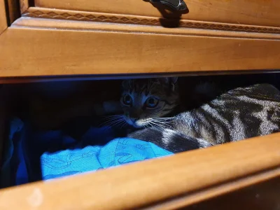 Matfju99 - Kitku śpi w szufladzie ( ͡º ͜ʖ͡º)

#koty #kitku #kot