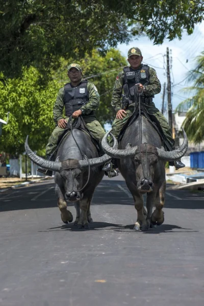WuDwaKa - Żandarmi wojskowi patrolujący na wołach. Lokalna tradycja na wyspie Marajó,...