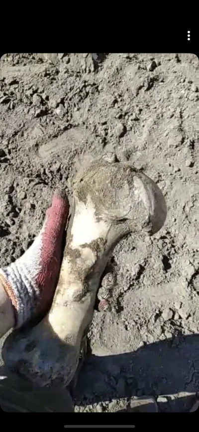 jan00shtrach - znajomek znalazł taką dużą kość, chyba sporo większą niż ludzkie(chyba...