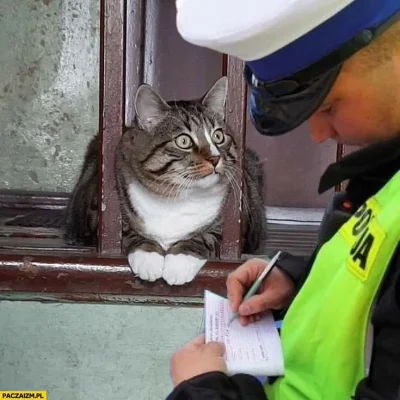 paramedix - Piękne! ( ͡° ͜ʖ ͡°)
#prawo #policja #smiesznykotek #koty #kot