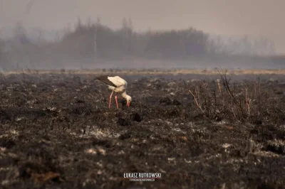 dwa__fartuchy - Smutny obrazek z palącego się Parku Narodowego.