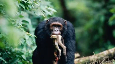 HandSolo - @CrystalCastle: po pierwsze to jest szympans. A po drugie, szympansy to ha...