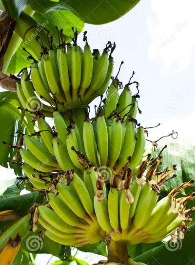 ciken - @MG78: Co do bananów to przecież tam są jaja pasożytów, toksyny, lamblie i ca...