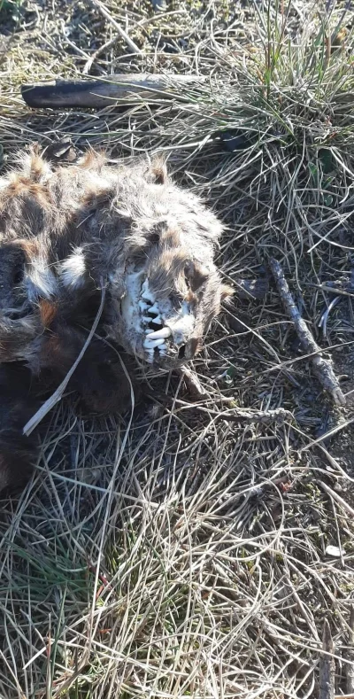 tabee - Kolega znalazł tego #!$%@? na spacerze niedaleko osiedla, co to może być? W k...