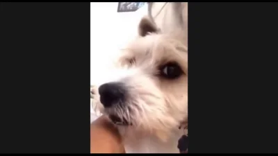 DominicDecoco - @januszz_czarnolasu: Kiedy kaszlniesz przy psie...