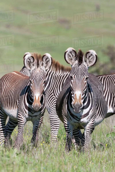 orkako - Kiedyś na mikro opisałem wszystkie gatunki zebr i ich ewolucję. 
Moja ulubi...