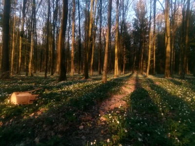 KubaGrom - Kwietniowy las o zachodzie.
#las #przyroda #wiosna