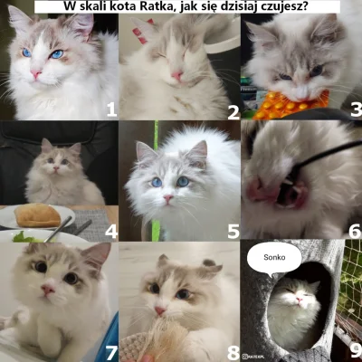 fstab - #glupiewykopowezabawy #kot #koty #ratek #heheszki