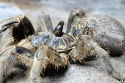 BotRekrutacyjny - Ceratogyrus marshalli vs Ceratogyrus darlingi vs Psalmopoeus irmini...