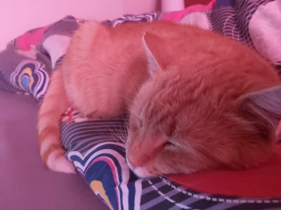 Merli20 - Kotku sobie śpi 
#koty #kot #pokazkota #smiesznekotki #kitku