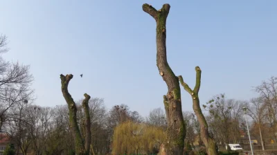 Bele2000 - W Polsce też dbamy o drzewa.