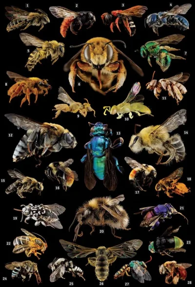 Lifelike - #graphsandmaps #biologia #entomologia #owady #pszczoly #natura #przyroda #...