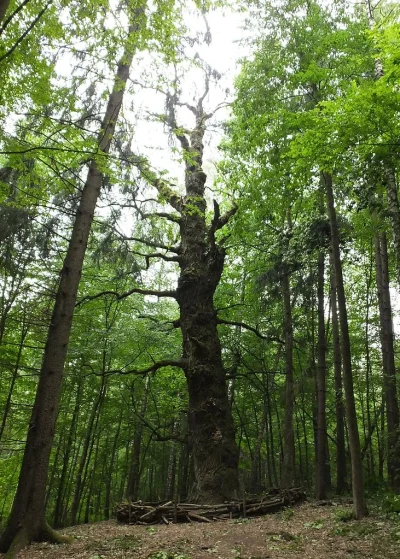 binuska - Dąb Peruna - "król polskich drzew" który może liczyć nawet 800 lat w Puszcz...