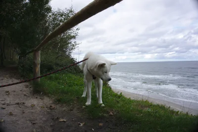 mikessos - @SKYYYRwysyn: Niekoniecznie powiedziałbym że nie, ale akita to nie jest do...