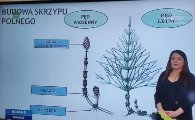 wbutachorangutan - Znajomość budowy skrzypu polnego jest niezbędna dzisiejszej młodzi...