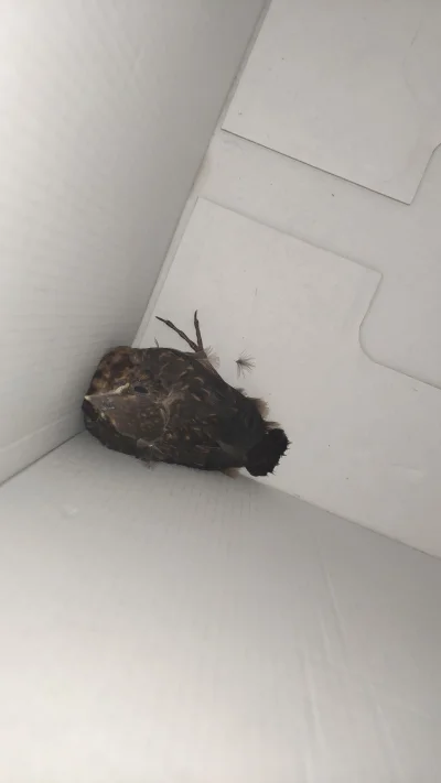 mattz_ - Co to za ptak? Kot przywlókł, co mogę z nim zrobić czym to karmić? czy już r...