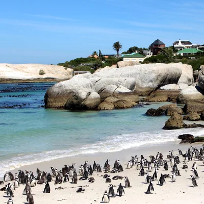 J.....s - To sa Pingwiny Przyladkowe. 
Jak bedziecie na feriach w Kapsztadzie w RPA,...
