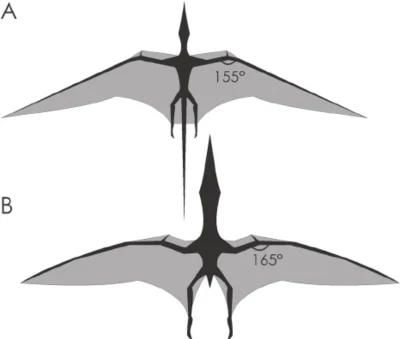 orkako - Porównanie układu skrzydeł ramforynchowców (z długim ogonem) z pterodaktylam...