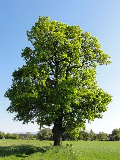 CloudMario - @bordona_emeryturze: A poniżej drzewo: