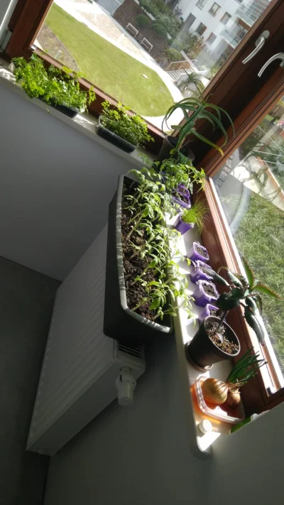 pomidoreq82 - Ja również zacząłem sadzić:) Zakupiłem nawet małą szklarnię na balkon. ...