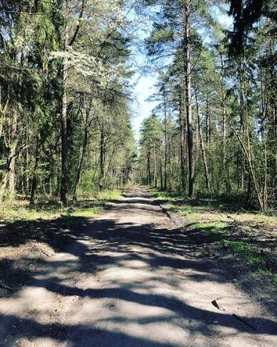 N.....p - Ja pierdziele jak ja kocham życie. Właśnie idę se przez lasek, spacer robio...