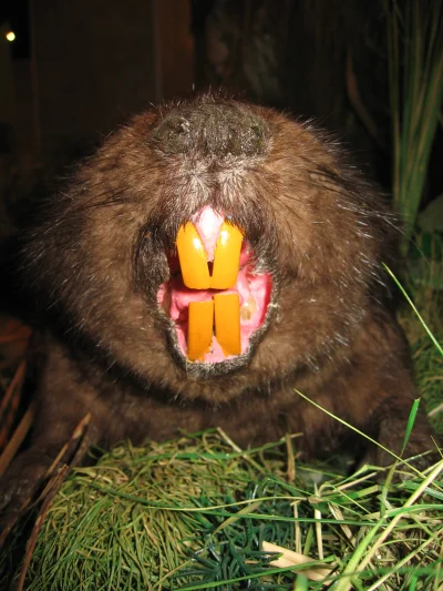 s.....3 - @Bulgo: to szczur nie bóbr. bobry dolne zęby mają tak samo duże jak górne. ...