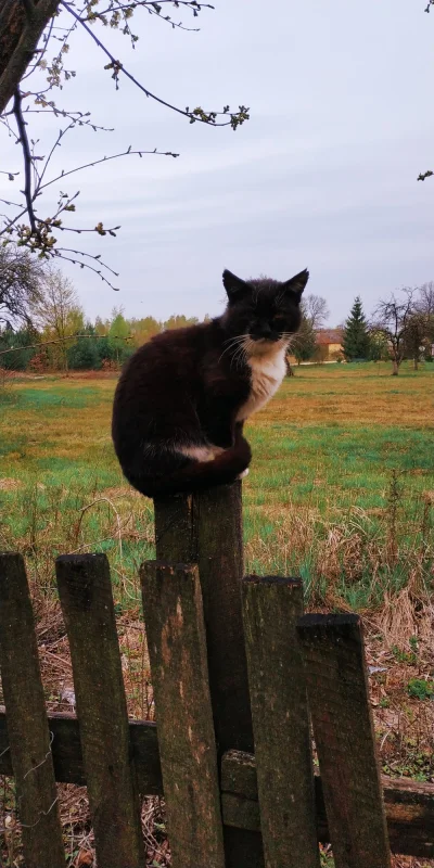 Cineek - Wiejskie kitku, swojski klimacik ʕ•ᴥ•ʔ

#koty #pokazkota #fotografia #mojezd...