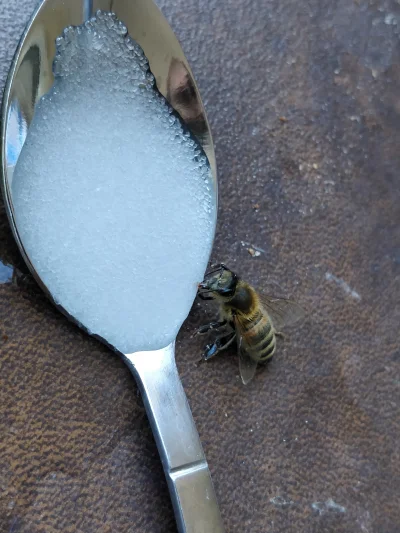 F.....h - Pomagam pszczółce