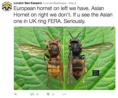 l.....r - Wielkie, tiaaaa