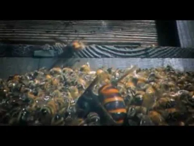 CichySzelestOka - 30 Japanese Giant Hornets kill 30,000 Honey Bees