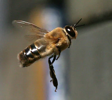 notGoodEnough - Truteń czyli samiec pszczoły miodnej. Jego jedyną rolą jest wypełnić ...