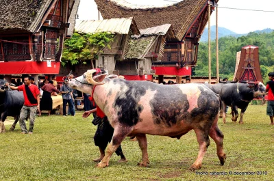 C________I________ - Miałem okazję być w Tanah Toraja.

Nie wykopują zwłok, mumie s...