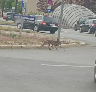 Niemamnietujeszcze - natura wraca do życia

tymczasem w Bydgoszczy lis z gołębiem w p...