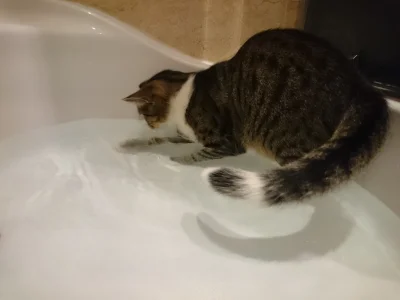 lord_pl - Mój kot uwielbia wodę i uwielbia się kąpać