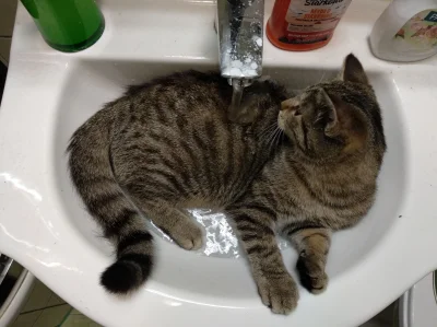 C.....t - Moja kotka też z wody nic sobie nie robi. W umywalce śpi regularnie, a odkr...
