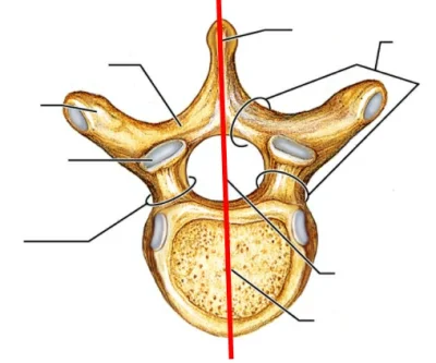zajacisko - @sierzchula: @kubako: kręgosłup jest jeden, to przekrój z widocznym w śro...