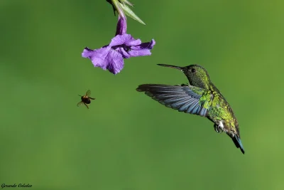 Lifelike - Szmaragdzik plantacjowy (Amazilia saucerottei)
Autor
#photoexplorer #fot...