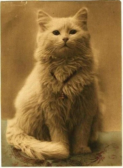 Cesarz_Polski - 1880 pierwsze zdjęcie kota
#smiesznekotki #smiesznykotek #koty #kot #...