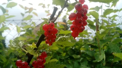 Rockota - W gratisie, że dopiero się rozkręcam dam wam jeszcze jedną fotkę...

Nie ...