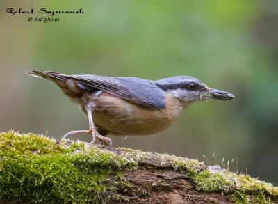 Lifelike - Kowalik (Sitta europaea)
Autor
#photoexplorer #fotografia #ornitologia #...