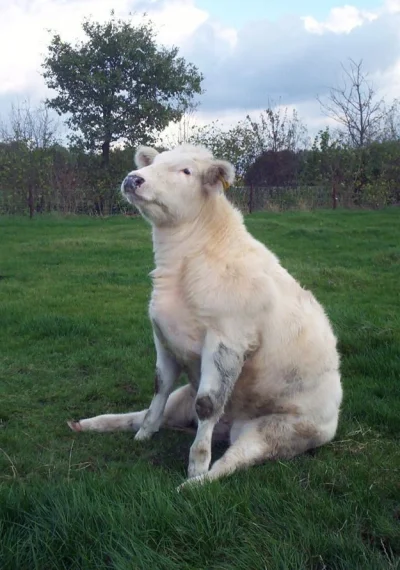 Dalamar - Oto siedząca krowa.
