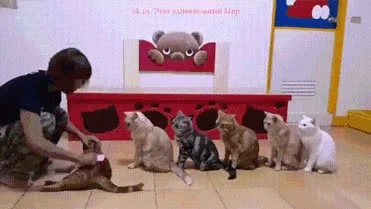 pierdze - #pierdzepokotach
czwartkowe kotki już na Was czekają
