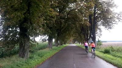 faramka - @badtek: jechałam tamtędy kilka razy rowerem. Uwielbiam takie drogi z drzew...