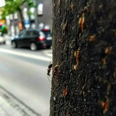 Rockota - Dziś udało mi się wyjść na chwilę z domu i uwiecznić bardzo ciekawe życie.....