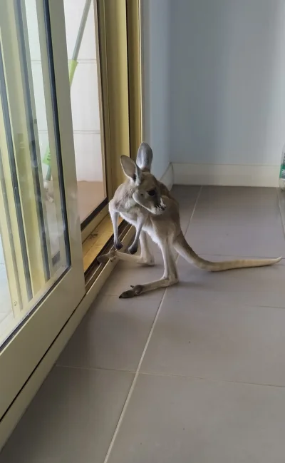 yeloneck - @mojnicknawykopie: jest dopłata za utrzymanie kangura w domu ( ͡° ͜ʖ ͡°)