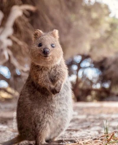 aloszkaniechbedzie - #quokkanawczoraj #quokkanadzis #quokka #zwierzaczki